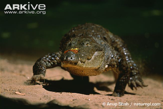 Illustration for article titled Sunday Crocodilian - Crocodylus palustris Edition
